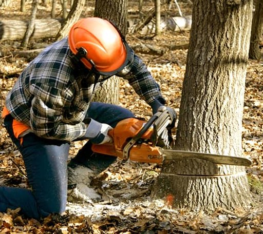 Tree Removal in Oswegatchie, NY